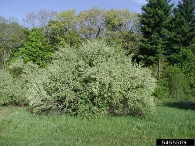 That Silvery Bush Arizonans Keep Chopping Down Packs 18 Times More Lycopene Than A Tomato