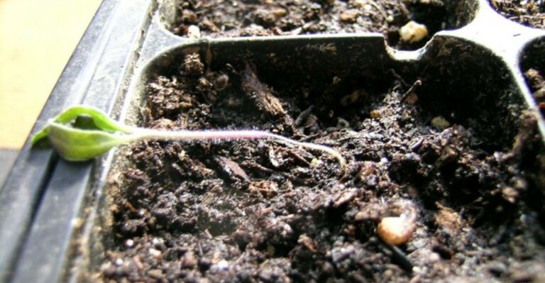 Why North Carolina Cool-Season Seedlings Develop Damping-Off In Warm, Wet Weather