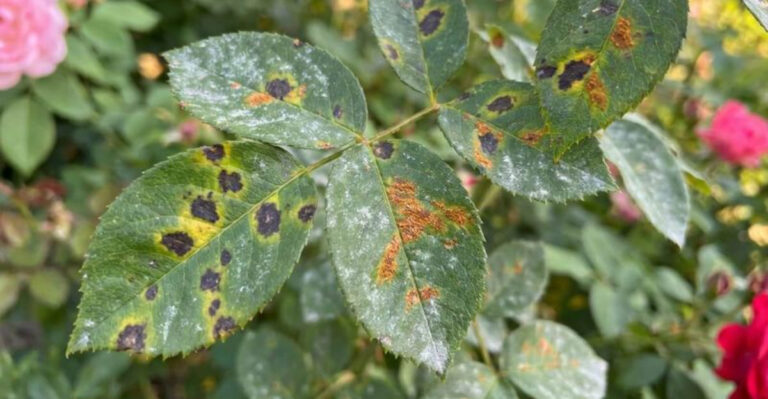Georgia Gardeners Are Using This Fix To Stop Black Spot After Fall Rain