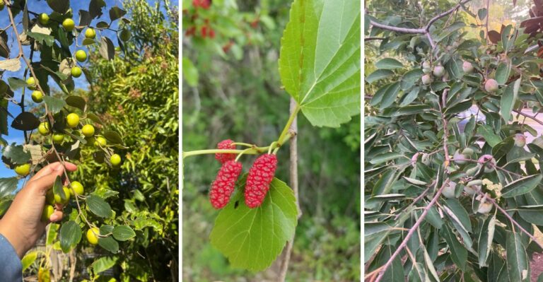 Plant These Fruit Trees Once In Virginia Piedmont Clay, And Your Grandkids Could Still Be Picking