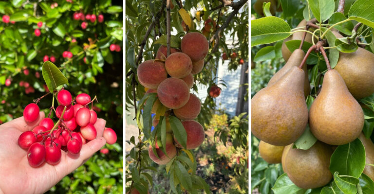 These Michigan Fruits Are At Absolute Peak Harvest In September