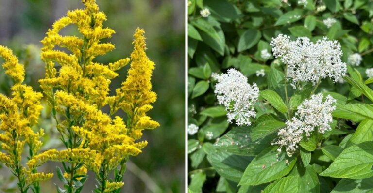 Plant These Natives Instead Of Butterfly Bush In Georgia Pollinator Gardens This Fall