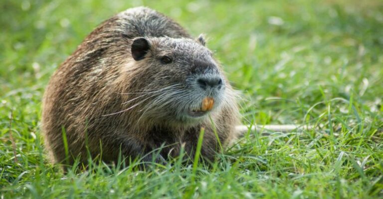 Why Louisiana Yards And Ponds Are Being Affected By Large Rodents