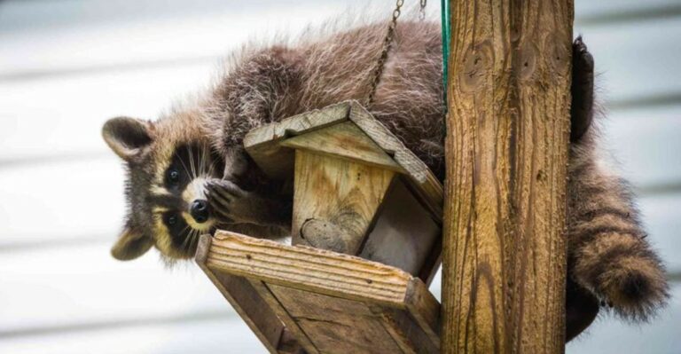10 Things Attracting Raccoons To Your Yard (And How To Stop Them)