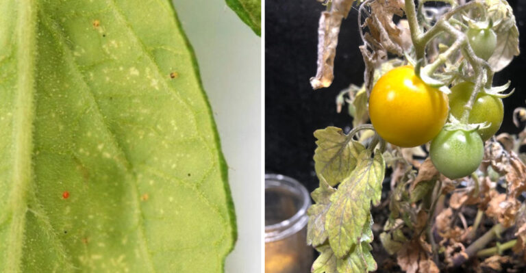 This Is Where Spider Mites Do The Most Damage First On Pennsylvania Fall Crops