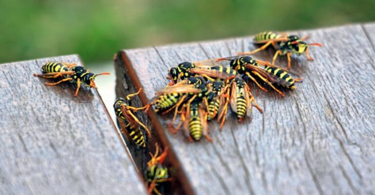 Connecticut Yellowjackets Are At Their Most Persistent Right Now
