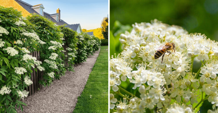 Why North Carolina Gardeners Are Planting Elderberry Along Fence Lines This Fall