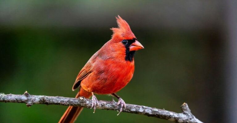 What It Really Means When Cardinals Keep Visiting Your Texas Yard In Fall