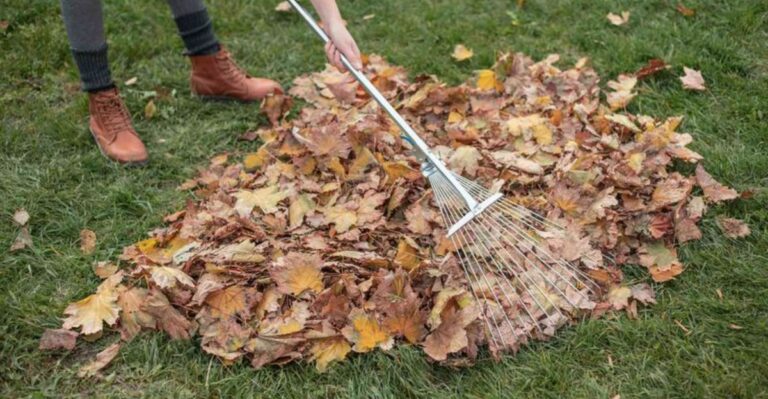 Raking Season In Maryland Overlaps With A Second Tick Peak