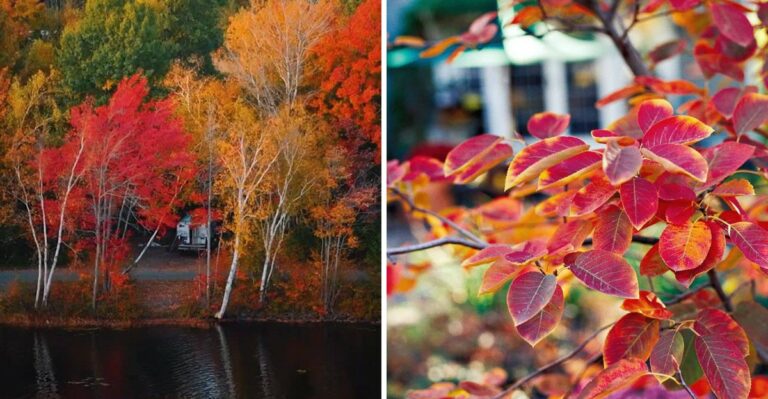 10 Native Trees That Give New York Yards The Most Stunning Fall Color