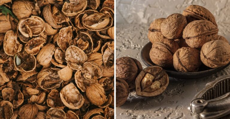 What To Do About The Black Walnuts Piling Up On Your Tennessee Driveway