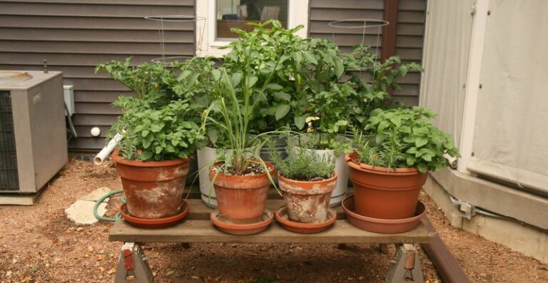 Lift and store these 8 tender Wisconsin plants before the first hard freeze ends the season