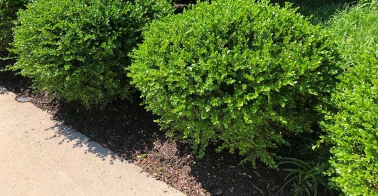 What Boxwoods Need In September After A Hot Ohio Summer