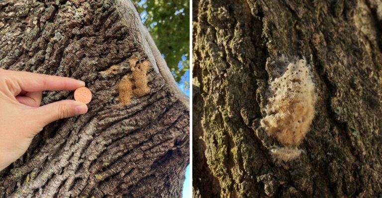 The Egg Masses Appearing On Michigan Trees Now That You Should Scrape Off