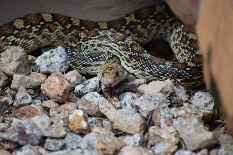 That Gopher Snake In Your Arizona Yard Isn’t Bad News – Here’s What It’s Telling You