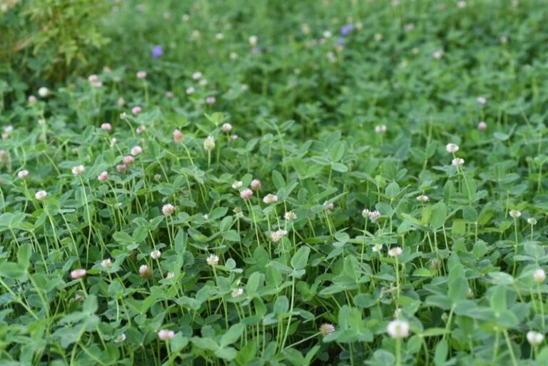 That Clover You Keep Spraying In Your Arizona Yard Is Free Fertilizer That Feeds The Bees