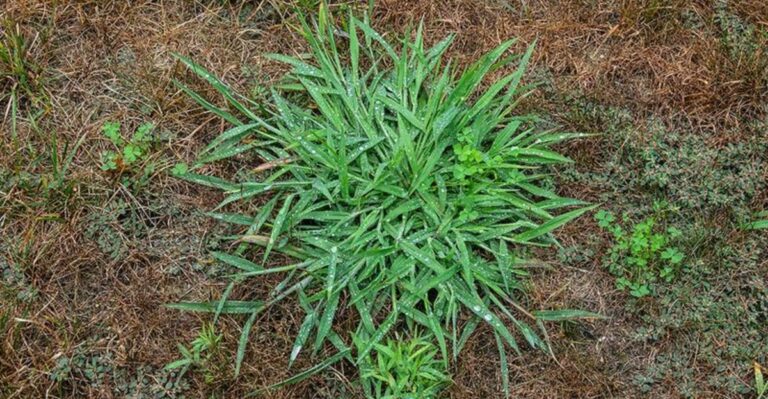 Why New York Crabgrass Keeps Coming Back After You Remove It