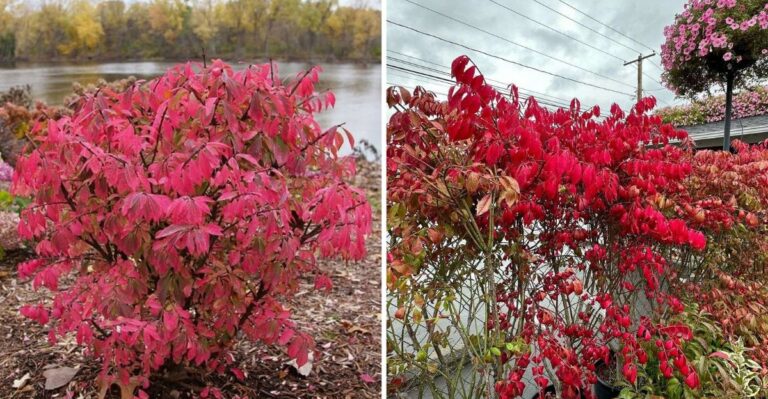 The Shrub Turning Connecticut Roadsides Red Each Fall Is Not Supposed To Be Here