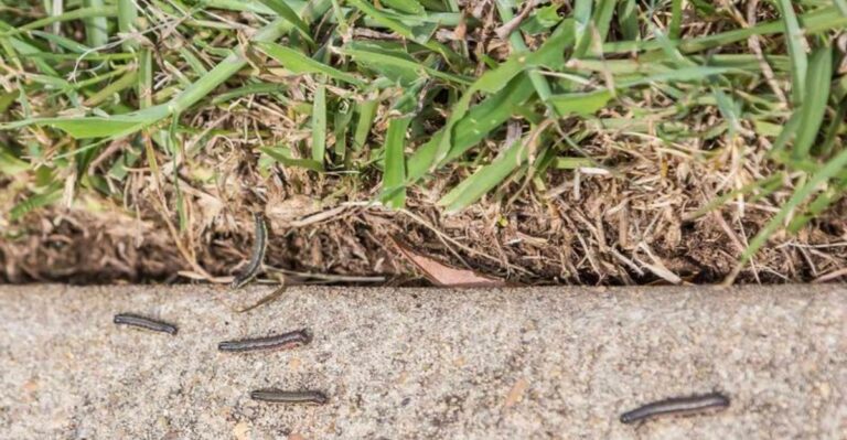 The Lawn Problems Florida Homeowners Should Look For Before September Ends