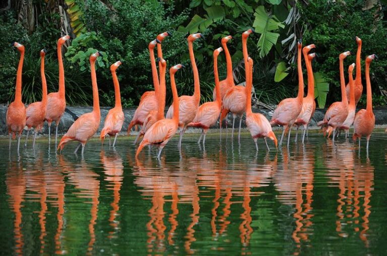American Flamingos Are Coming Back To The Southwest After A Century Of Silence