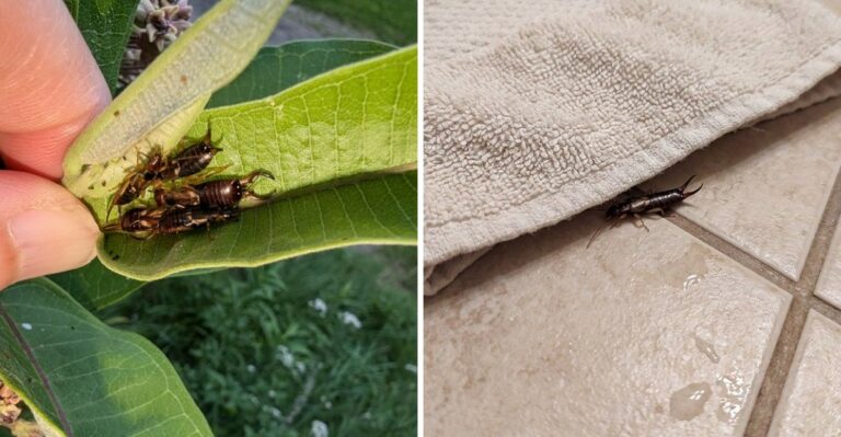 Why More Earwigs Are Showing Up Inside Michigan Homes This Fall