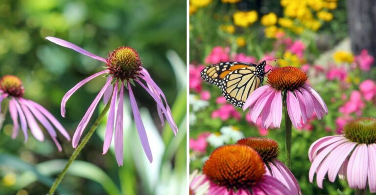 Places To Avoid Planting Coneflowers In Virginia And Where They’ll Actually Thrive