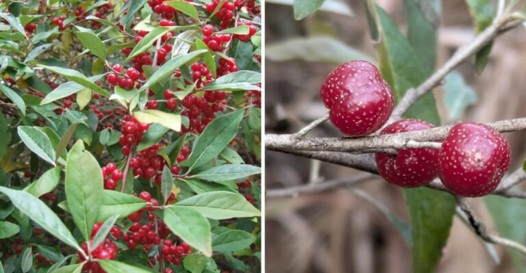 An Invasive Shrub Loaded With Speckled Red Berries Across New Jersey Is Actually Edible