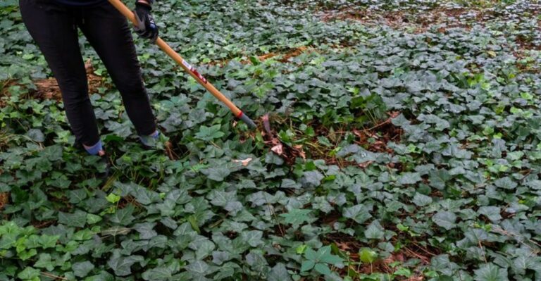 Why October Is A Good Time To Deal With English Ivy In Georgia Yards