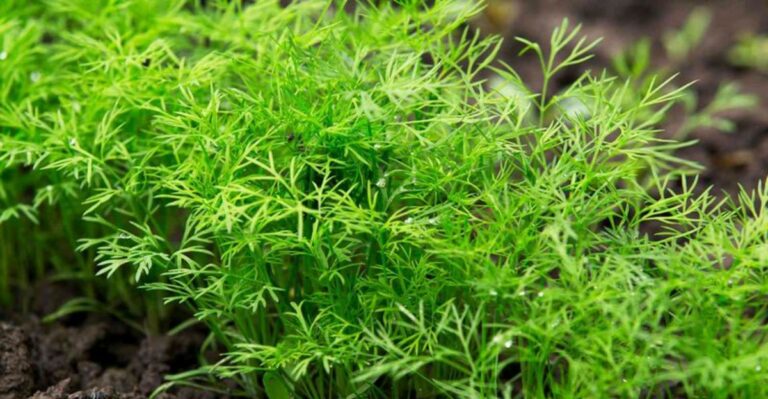 Why Dill Is Worth Growing In A North Carolina Fall Garden