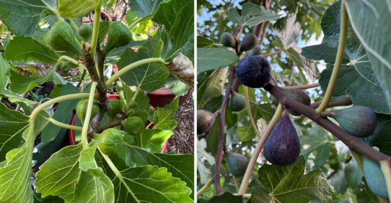 How To Actually Get A California Fig Tree To Fruit Instead Of Just Growing Leaves