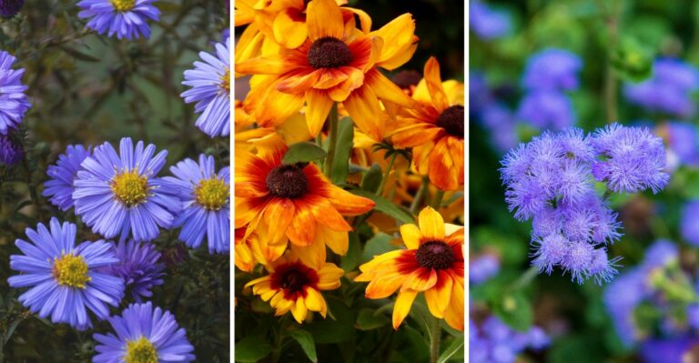 10 Native Perennials That Feed Pollinators Until Frost