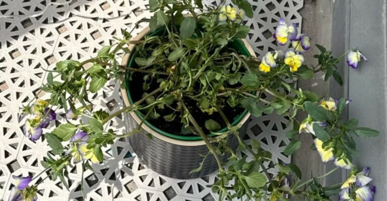 What To Do When Your Newly Planted Pansies Wilt Every Afternoon In North Carolina