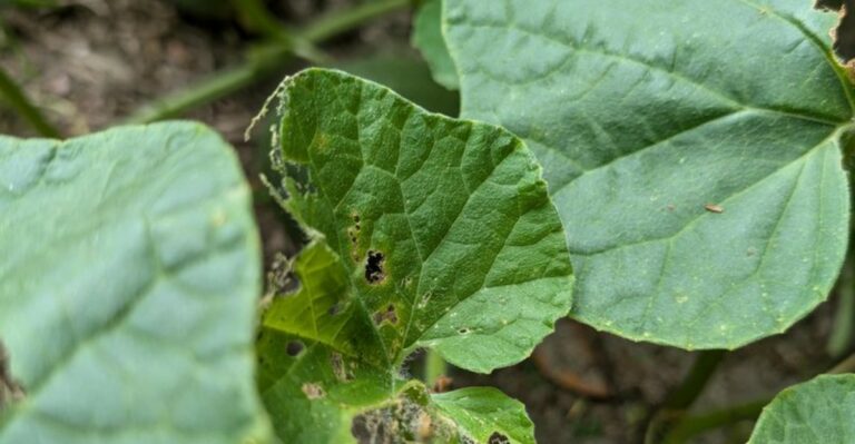 Why Pest Damage Can Continue In North Carolina Yards After Adults Disappear
