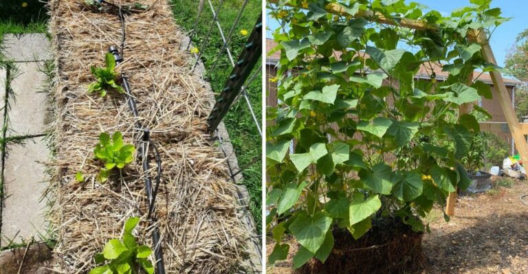Pennsylvania Vegetables That Grow Well In Straw Bales Instead Of Soil