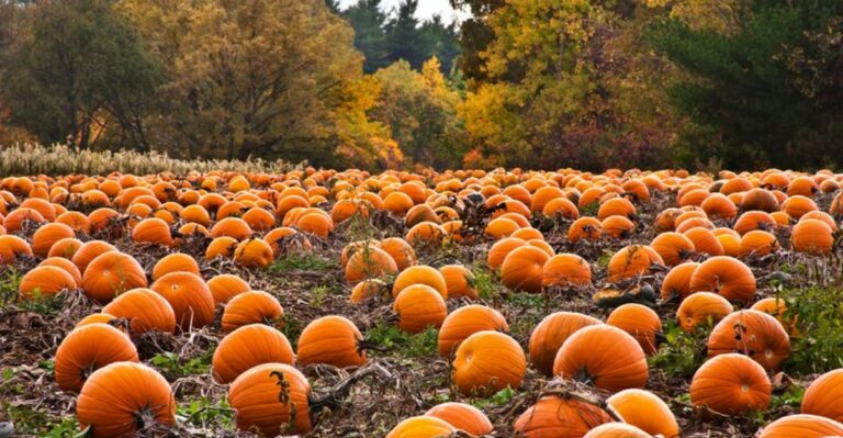 These Family-Run Ohio Pumpkin Farms Are Worth A Weekend Trip This Fall