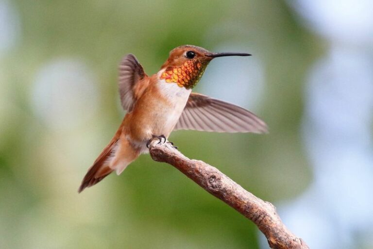 The Reason Rufous Hummingbirds Start Stopping In Arizona Yards This September