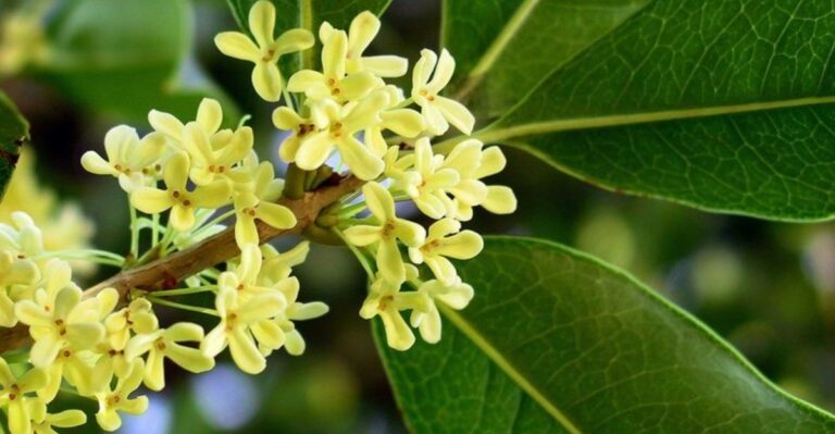 Winter-Blooming Shrubs To Plant In Georgia This Fall For Cold-Season Fragrance