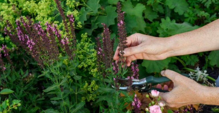 The One Thing Michigan Salvia Needs Before September Ends