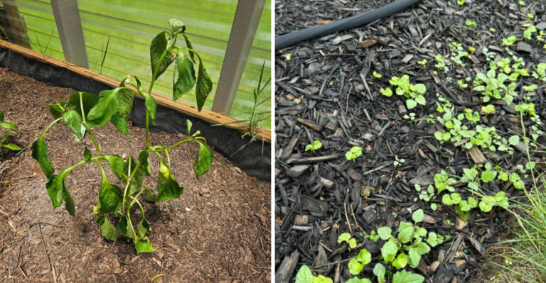 Why Oregon Gardens Can Dry Out Faster Than Expected Late In Summer