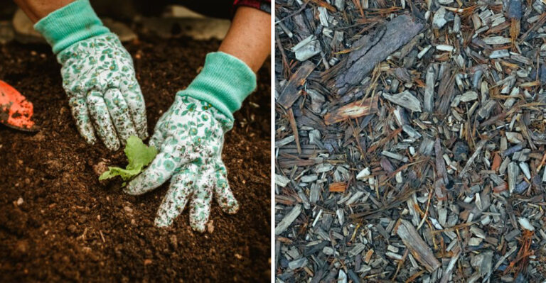 How To Refresh Tired Raised Bed Soil After A Long Summer