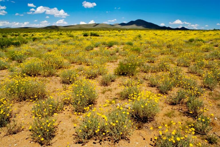 Stumble On This Arizona Native Plant And You’ve Struck Gold – Most Folks Walk Right Past It
