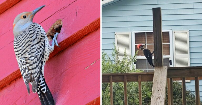 What Woodpeckers On Your North Carolina Siding Are Really Telling You This October