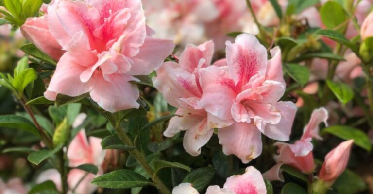 The September Task That Helps Michigan Azaleas Bloom Better Next Spring