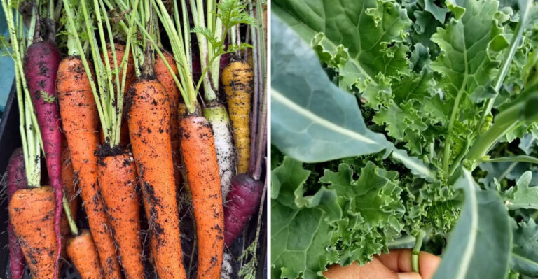 The Michigan Vegetables At Their Peak Harvest In September