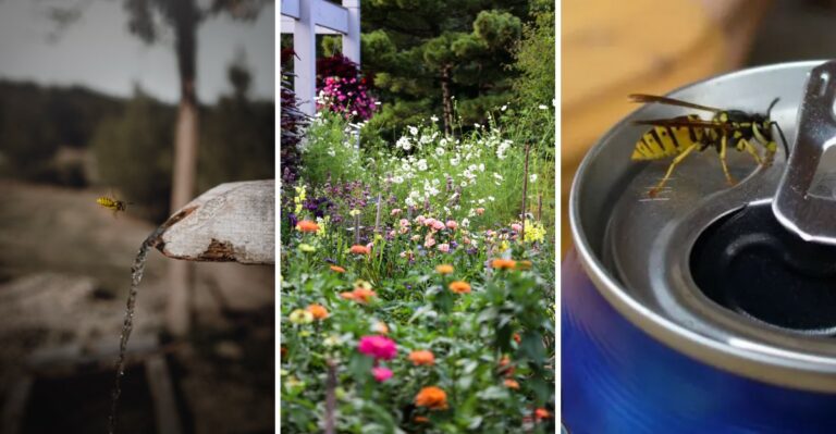 8 Things That Attract Yellow Jackets And Hornets To Your Yard This Time Of Year