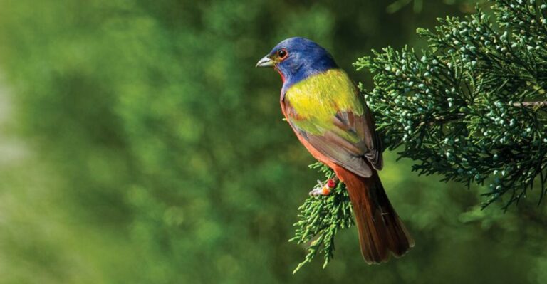 Want Painted Buntings In Your Florida Yard This Fall? Give Them This Before Buying Another Bird Feeder
