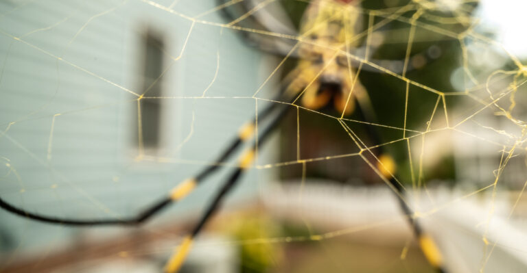 Maryland Yards Are Filling With A Web That Shimmers Gold In Sunlight