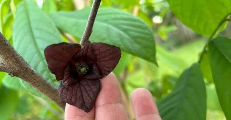 The Forgotten Fruit Tree Is Making A Comeback In Virginia Backyards