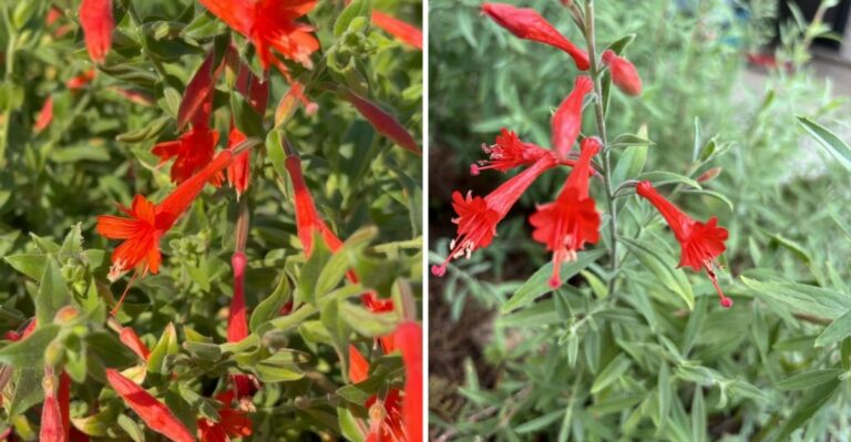 Why California Gardeners Are Planting More California Fuchsia This Fall