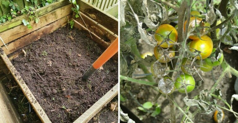 The Best Time To Dispose Of Spent California Tomato Plants